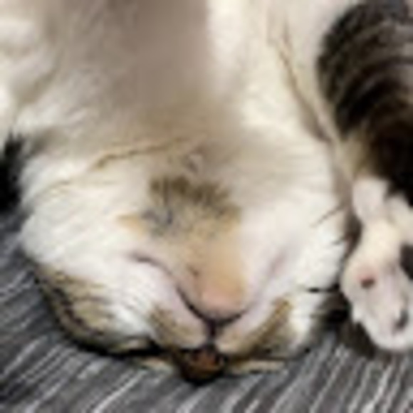 Meet your Posher, Riely - Picture 1 of 1